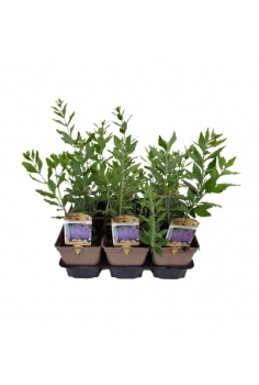 PEROSKIA ATRIKUIDIFOLIA...