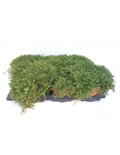 THYMUS SERPYLLUM 2L...