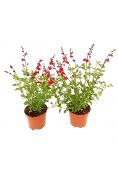 SALVIA GREGGII ROJA 2.5L...