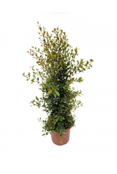 EUGENIA MYRTIFOLIA 15L...