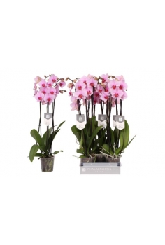 PHALAENOPSIS ROSA C-12 (3...