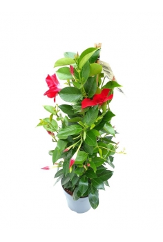 DIPLADENIA ROJA C-19 (80cm)...