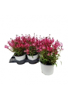 GAURA ROJA 2L (alt: 30cm)...