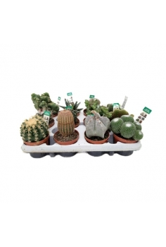 CACTUS COLECCIÓN C-8.5...