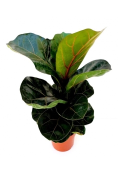 FICUS LYRATA C-12 (40cm)...