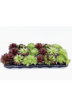 SEMPERVIVUM MIX C-10 (alt:...
