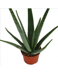 ALOE VERA 5L (alt: 50-60cm)...