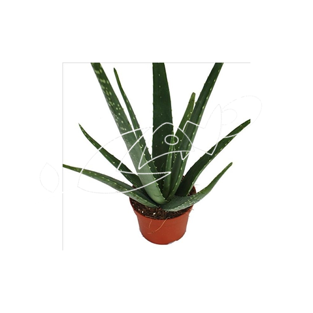 ALOE VERA 5L (alt: 50-60cm)...