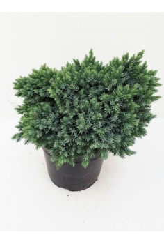 JUNIPERUS BLUE STAR 3L...