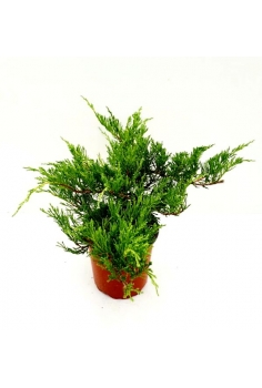 JUNIPERUS ANDORRA 3L (35cm)...