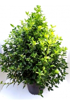 VIBURNUM TINUS 25L...