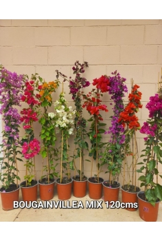 BUGAMBILIA CAÑA MIX 3L...