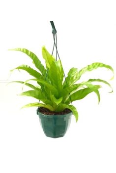 ASPLENIUM EXTRA C-18...