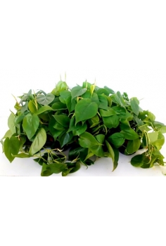 POTHOS SCANDER C-11 (alt:...