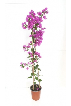 BUGAMBILIA SANDERIANA 3L...