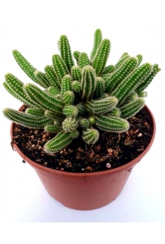 CHAMAECEREUS SILVESTRIS...