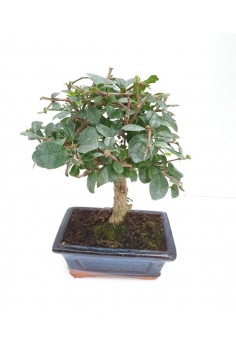 BONSAY CARMONA / 5 AÑOS...