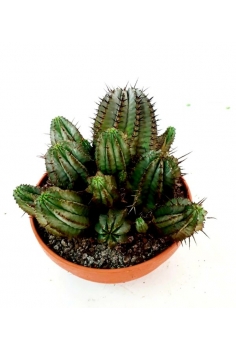 EUPHORBIA INCONSTANCIA T-20...