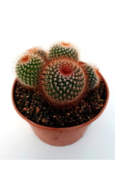 MAMILLARIA SPINOSISSIMA...