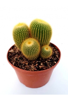 NOTOCACTUS LENINGHAUSII...