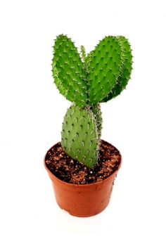 B-OPUNTIA LEUCOTRICHA C-20...