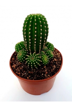 THICHOCEREUS MULTIPLEX C-20...