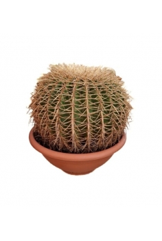 ECHINOCACTUS GRUSONII C-35...
