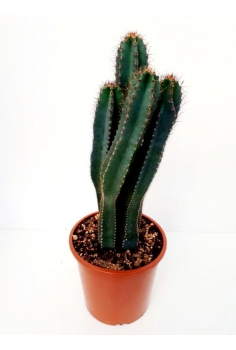 CEREUS PERUVIANUS C-22...