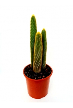 CLESTICACTUS GELLIOW C-22...