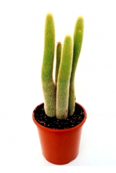 CLESTICACTUS RITTERI C-22...