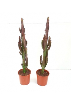 EUPHORBIA TRIGONA C-17...