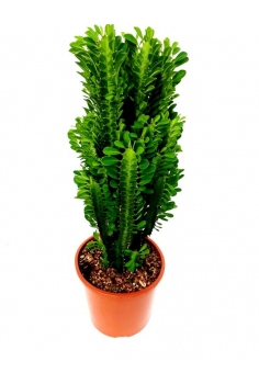 EUPHORBIA TRIGONA GREEN...