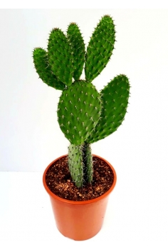 OPUNTIA LEUCOTRICHA C-22...