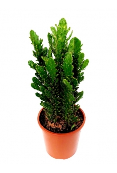 OPUNTIA VARIEGATA C-22...