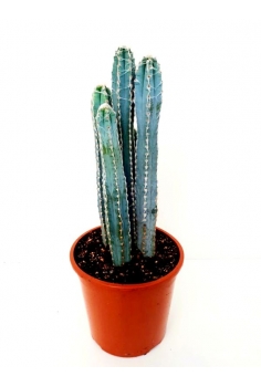 THICHOCEREUS GLAUCO C-22...