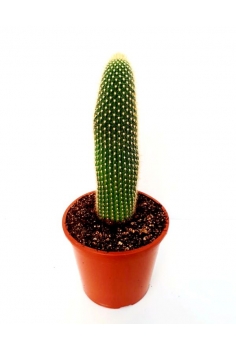 THICHOCEREUS VARIEGATA C-22...