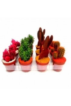 CACTUS MIX pintado C-8,5...