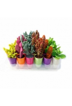 CACTUS MIX JACK COLOUR...