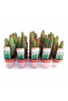 CACTUS PERUVIANUS C-5,5...