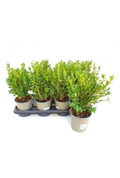 BUXUS C-13 (alt: 30-40cm)...