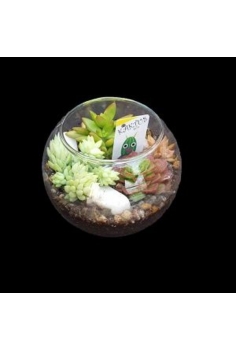 CRASAS CRISTAL PECERA...