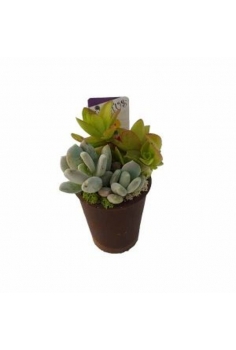 CRASAS CERAMICA GRSIL POTS...