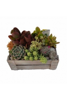 CRASAS CAJA FRUTA (21x13cm)...