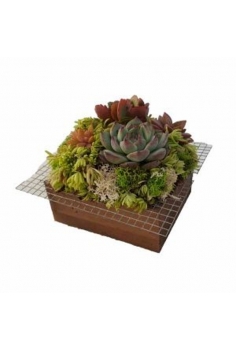 CRASAS TAC_PLANO en madera...