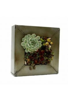 CRASAS MASTA en zinc (19x19cm)