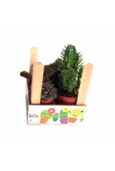 CACTUS MIX C-5,5 pack...