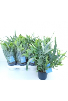 PHLEBODIUM BLUE STAR C-12...