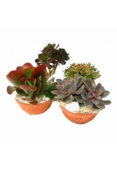 CRASAS COMPOSICIÓN C-20...