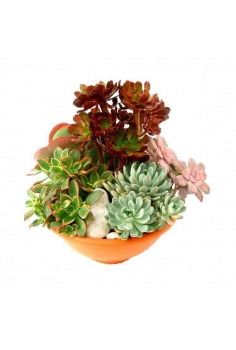 CRASAS COMPOSICIÓN...