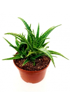 ALOE MASSAWANA C-20 (alt:...